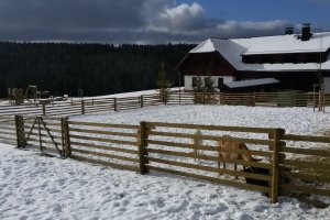 Bochemit Forte Profi – optymalne rozwiązanie do impregnacji drewna
