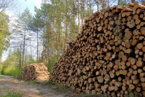 Porażka dodatkowych aukcji systemowych na drewno z Lasów Państwowych