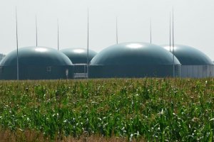 Suszenie drewna ekologicznym ciepłem w biogazowni