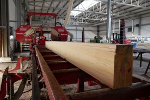 Sytuacja na krajowym rynku drzewnym coraz trudniejsza. Winny nie tylko koronawirus.