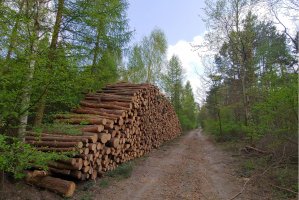 Lasy Państwowe proponują wydłużenie terminu realizacji umów