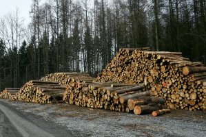 Tarcza 3.0: Czy Lasy Państwowe naliczą kary za odstąpienie od umów?