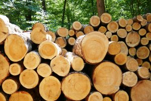 Ministerstwo Środowiska forsuje zmianę ustawy zezwalającą na spalanie praktycznie całości drewna z Lasów Państwowych