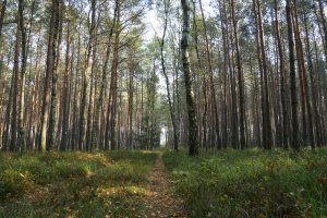 ARiMR przyjmuje wnioski o wsparcie finansowe na posadzenie lasu