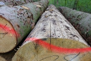 Lasy Państwowe: Blisko 40% niesprzedanego drewna na aukcjach systemowych