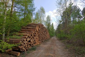 Komisja Europejska w przyszłym roku przedstawi nową strategię leśną UE