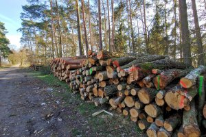 Prezydent podpisał nowelizację ustawy o OZE zmieniającą definicję drewna energetycznego