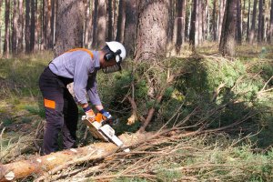 UOKIK prowadzi postępowania w sprawie zmowy podczas przetargów na usługi leśne