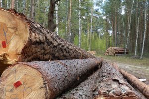 Przychody Lasów Państwowych niższe o 12%