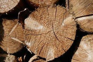 Czeski rząd wypłaca rekompensaty prywatnym właścicielom lasów