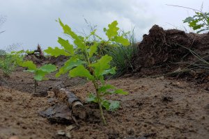 Lasy Państwowe otwierają się na mechanizację hodowli lasu?