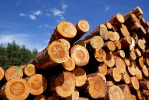 Lasy Państwowe zakończyły I etap sprzedaży drewna na rok 2021