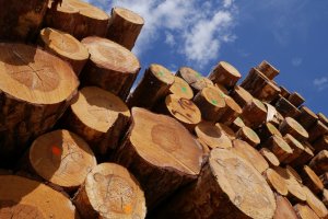 Lasy Państwowe odrabiają straty spowodowane kwietniowym spadkiem sprzedaży