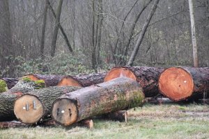 Wyniki submisji drewna szczególnego w RDLP Radom