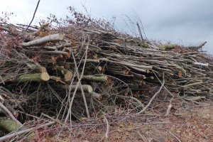 Drugie życie ogrodowych gałęzi - jak je mądrze wykorzystać?