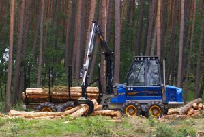 Rumuński urząd antymonopolowy nałożył kary na firmy drzewne