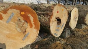 Wyniki XXIII Submisji Drewna organizowanej przez RDLP Krosno 