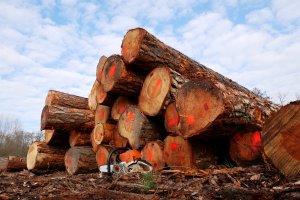 Przemysł drzewny obawia się rezygnacji Lasów Państwowych z certyfikacji FSC