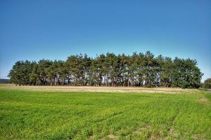 NIK skontrolował nadzór nad lasami nie będącymi własnością Skarbu Państwa