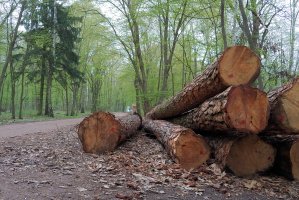 Niemcy: Rekordowy poziom pozyskania i eksportu drewna
