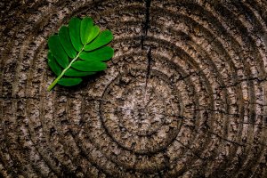 Rozwój branży pelletu w Polsce