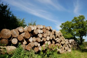 Ceny drewna importowanego do Chin z Europy osiągnęły maksimum