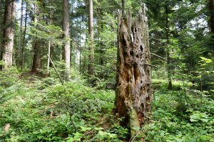 Publiczne konsultacje projektu Krajowego Standardu Gospodarki Leśnej FSC dla Polski