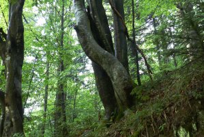 Bukowe lasy Bieszczadzkiego Parku Narodowego na liście Światowego Dziedzictwa UNESCO