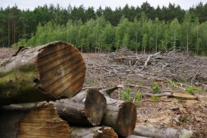 Senat zawetował projekt ustawy pozwalającej na zamianą gruntów leśnych na cele inwestycyjne