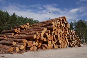 Skutki rekordowych cen drewna w Polsce będą opłakane - Apel przemysłu drzewnego