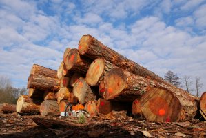 Organizacje reprezentujące przemysł drzewny przeciwne nowym zasadom sprzedaży drewna wdrażanym przez Lasy Państwowe 