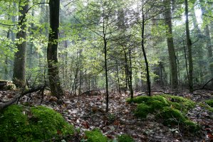 Stanowisko OIGPM wobec unijnej Strategii Bioróżnorodności 2030