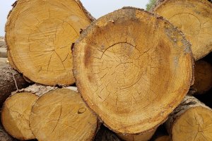 Rosnące ceny i wzrost konkurencji problemem branży drzewnej