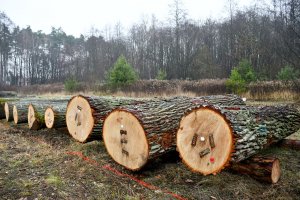 Wyniki VII Submisji drewna szczególnego RDLP w Radomiu