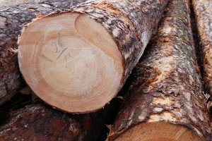 Unia Europejska skarży do WTO rosyjskie ograniczenia eksportu drewna