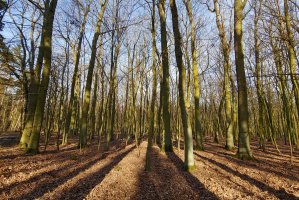 FSC International rozwiązało grupę opracowującą Krajowy Standard Gospodarki Leśnej FSC dla Polski