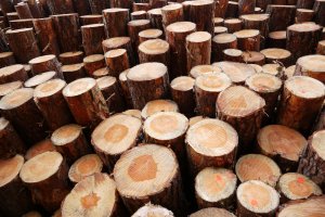 Unia Europejska wprowadziła zakaz importu drewna z Białorusi