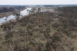 5 mln m3 wiatrołomów w Lasach Państwowych