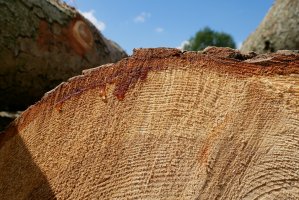 Rosja zezwala na eksport nieprzetworzonego surowca