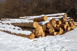 Lasy Państwowe rozpoczęły procedury sprzedaży drewna na drugą połowę 2022r.