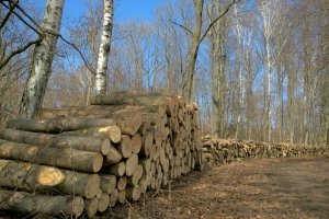 RDLP w Gdańsku rozważa wycofanie się z certyfikacji FSC