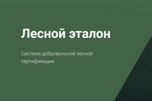 Rosja wdraża własny system certyfikacji lasów