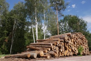 Techniczna Grupa Robocza sfinalizuje prace nad standardem FSC dla Polski