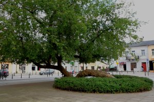 SGGW: Nowy kierunek kształcenia - Ogrodnictwo Miejskie i Arborystyka  