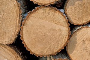 Najlepsze gatunki drewna na domek ogrodowy - zarówno na działkę jak i do ogrodu