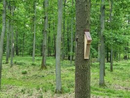 1200 drewnianych schronów dla nietoperzy zawieszono w lasach