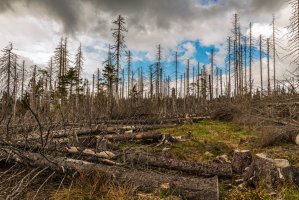 Prokuratura zawiesiła śledztwo w sprawie wycinki w Puszczy Białowieskiej