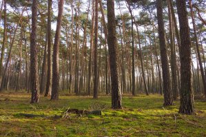 RDLP w Gdańsku rezygnuje z FSC