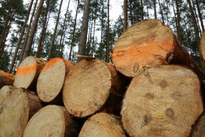 Bułgaria wstrzymała na trzy miesiące eksport surowca drzewnego