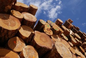 Przemysł apeluje o zmiany w zasadach sprzedaży surowca drzewnego